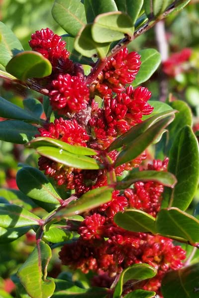 Pistachier lentisque